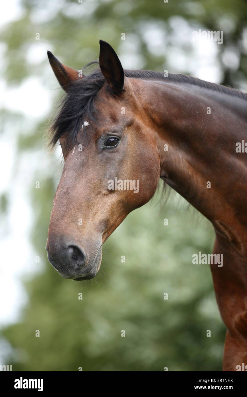 english thoroughbred portrait Stock Photo