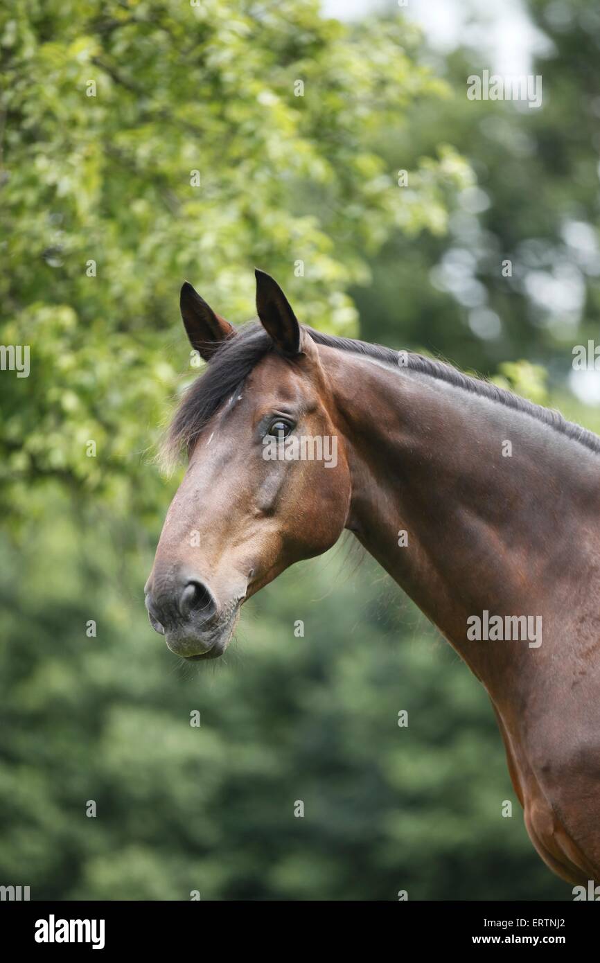 english thoroughbred portrait Stock Photo