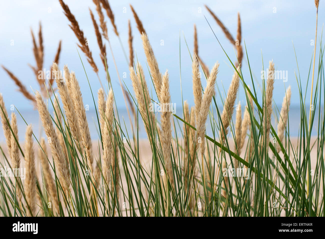 Reeds at the seaside Stock Photo