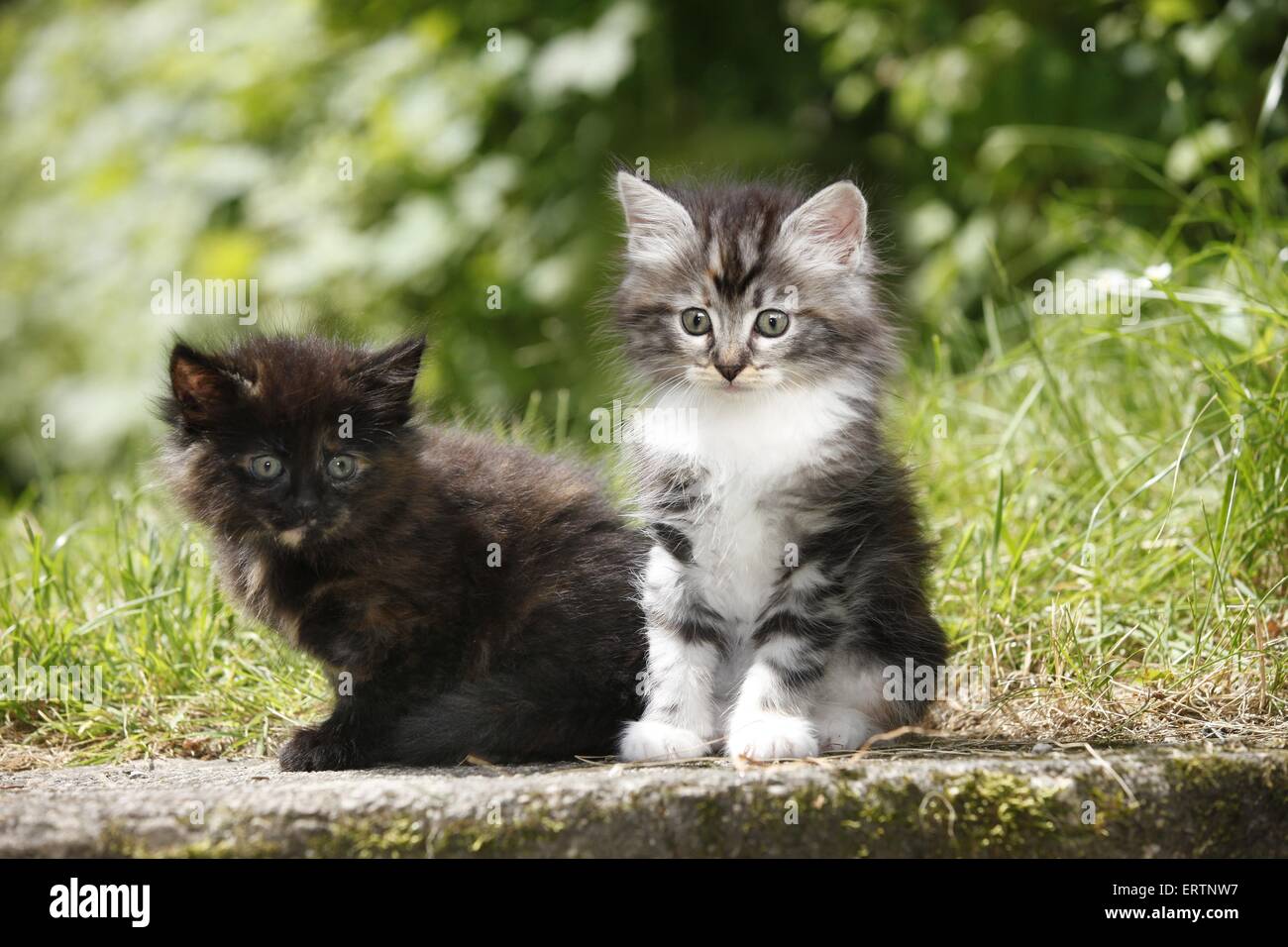 norwegian forest kittens Stock Photo