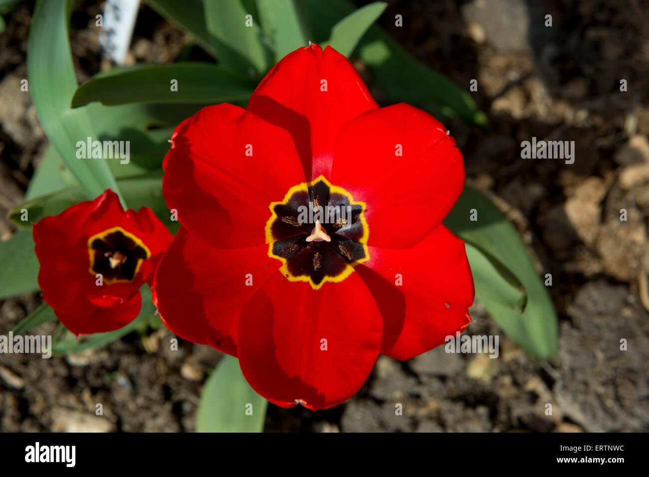 A very striking open tulip flower with deep red petals and a dark black centre with a yellow margin in a Berkshire garden, April Stock Photo