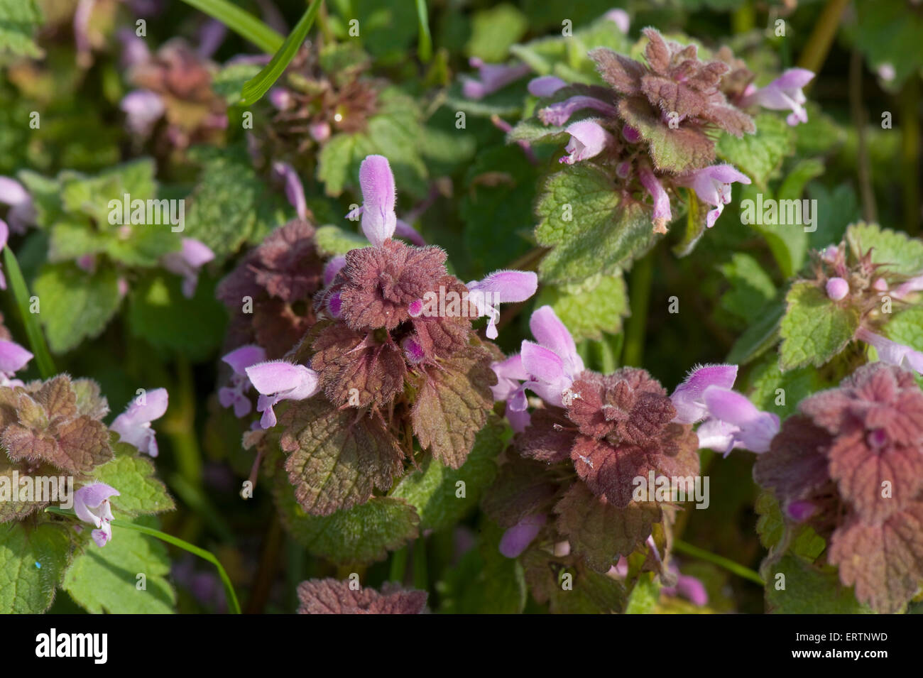 Red dead-nettle, Lamium purpureum, flowering plants, Berkshire, April Stock Photo