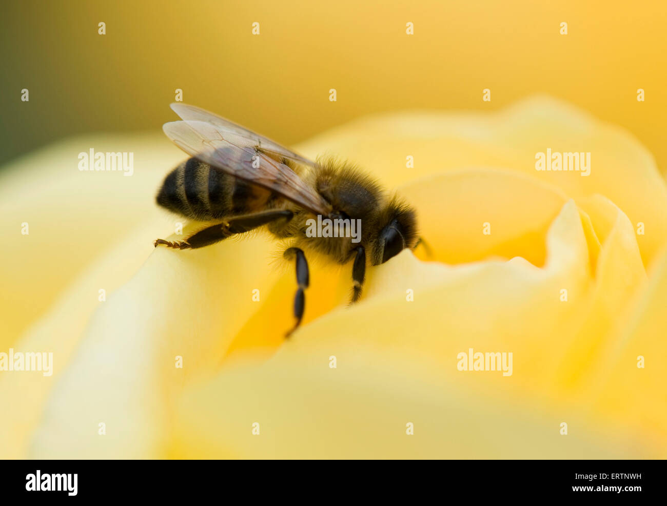 A honey bee, Apis mellifera, on a yellow rose bloom 'Arthur Bell' on a cool summer day Stock Photo