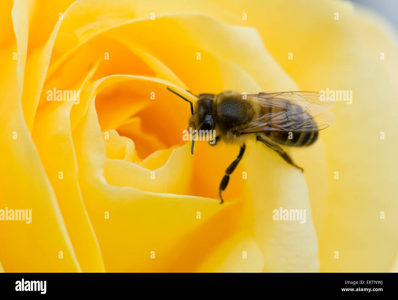 A honey bee, Apis mellifera, on a yellow rose bloom 'Arthur Bell' on a cool summer day Stock Photo