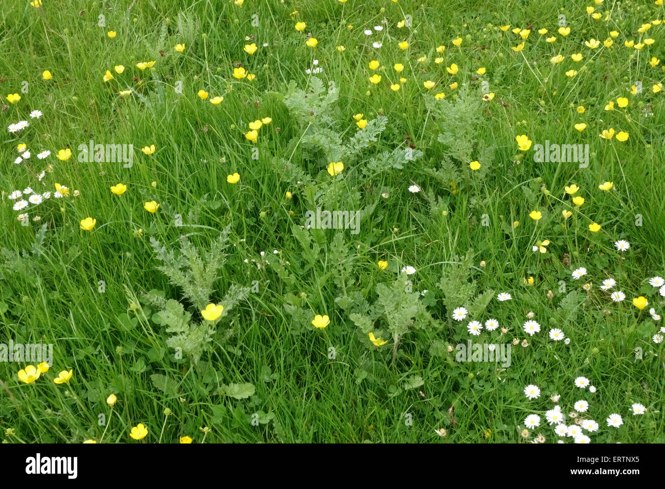 Field buttercups, daisies flowering in grassland with young creeping thistles on Hungerford Common, May Stock Photo