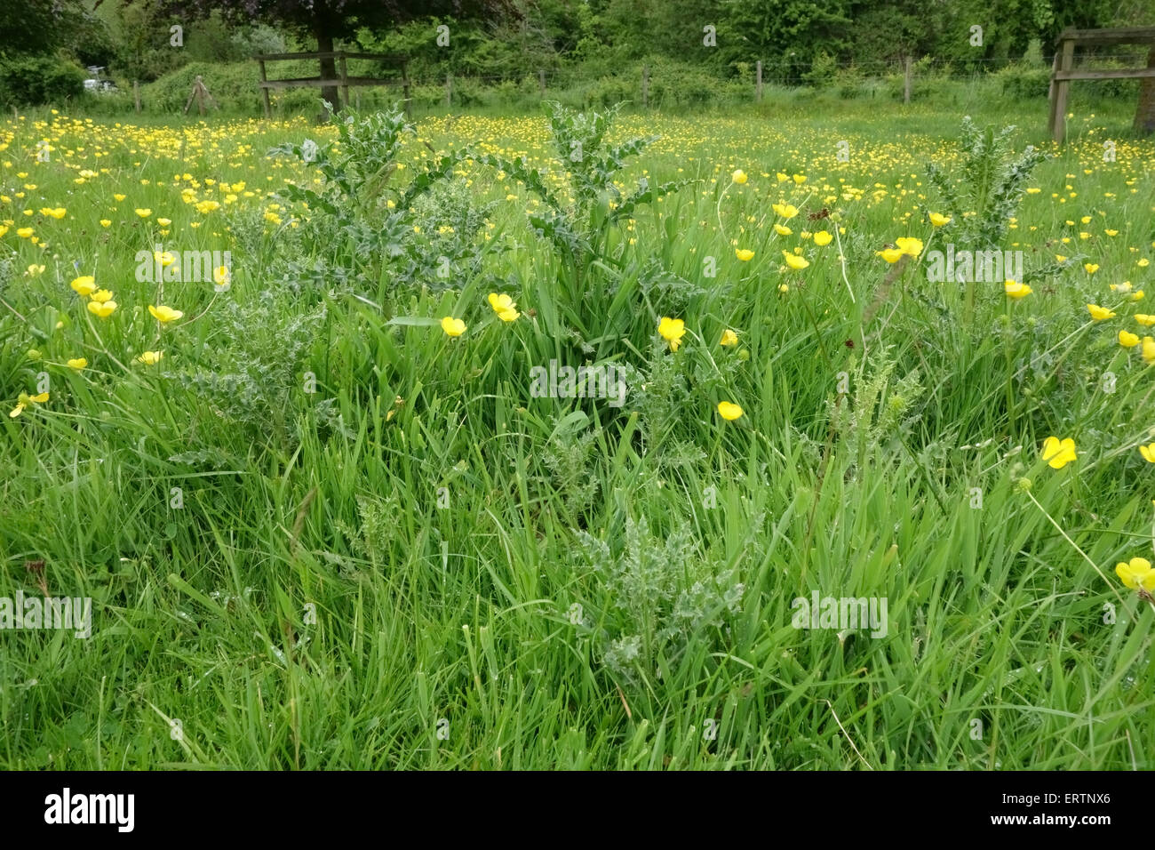 Field buttercups, daisies flowering in grassland with young creeping thistles on Hungerford Common, May Stock Photo
