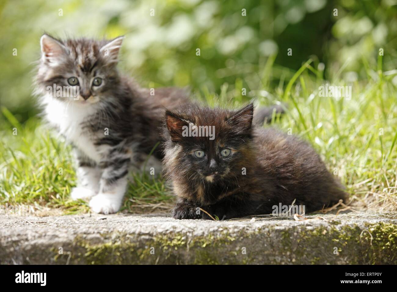 norwegian forest kittens Stock Photo