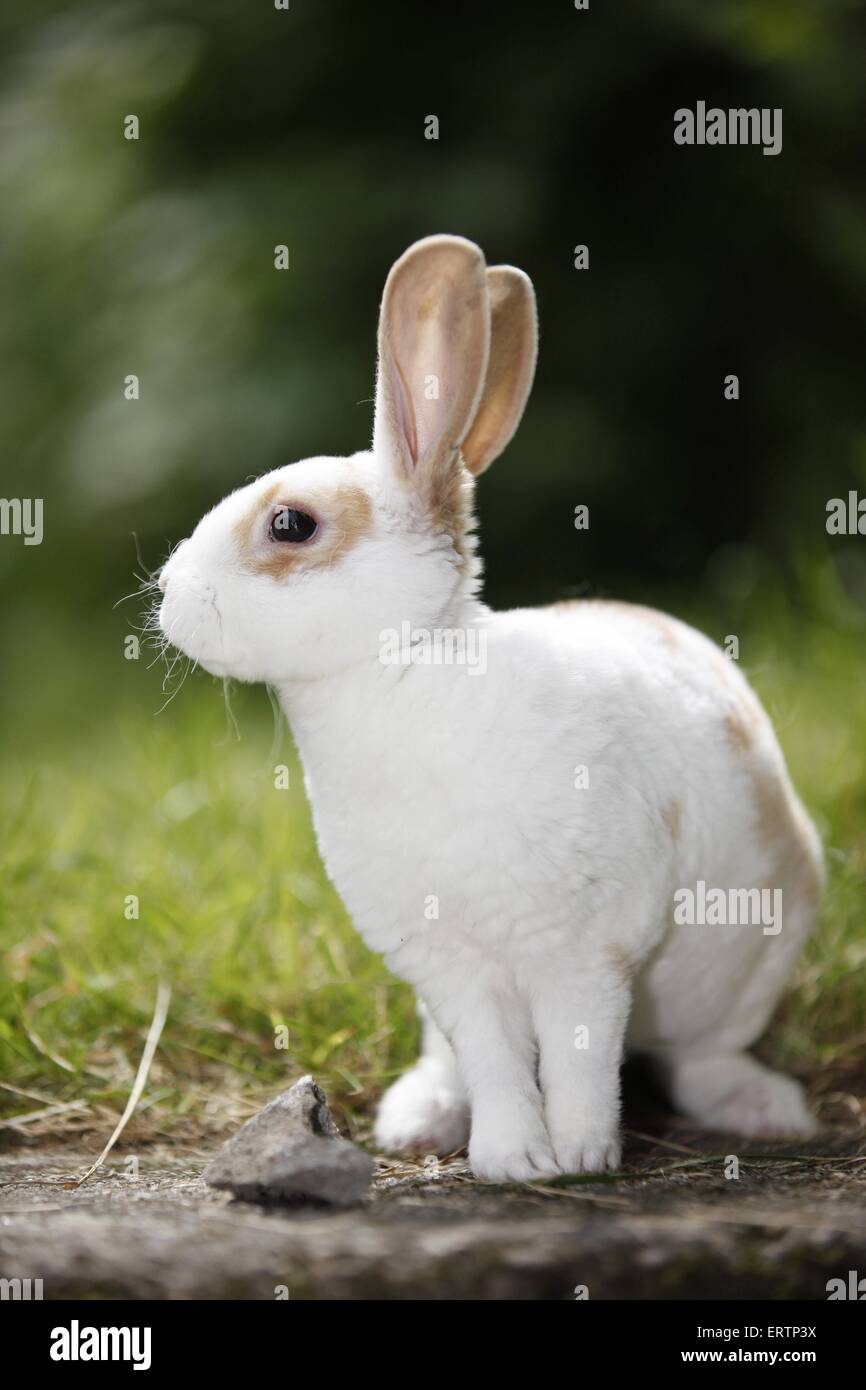 Rabbit side view hires stock photography and images Alamy
