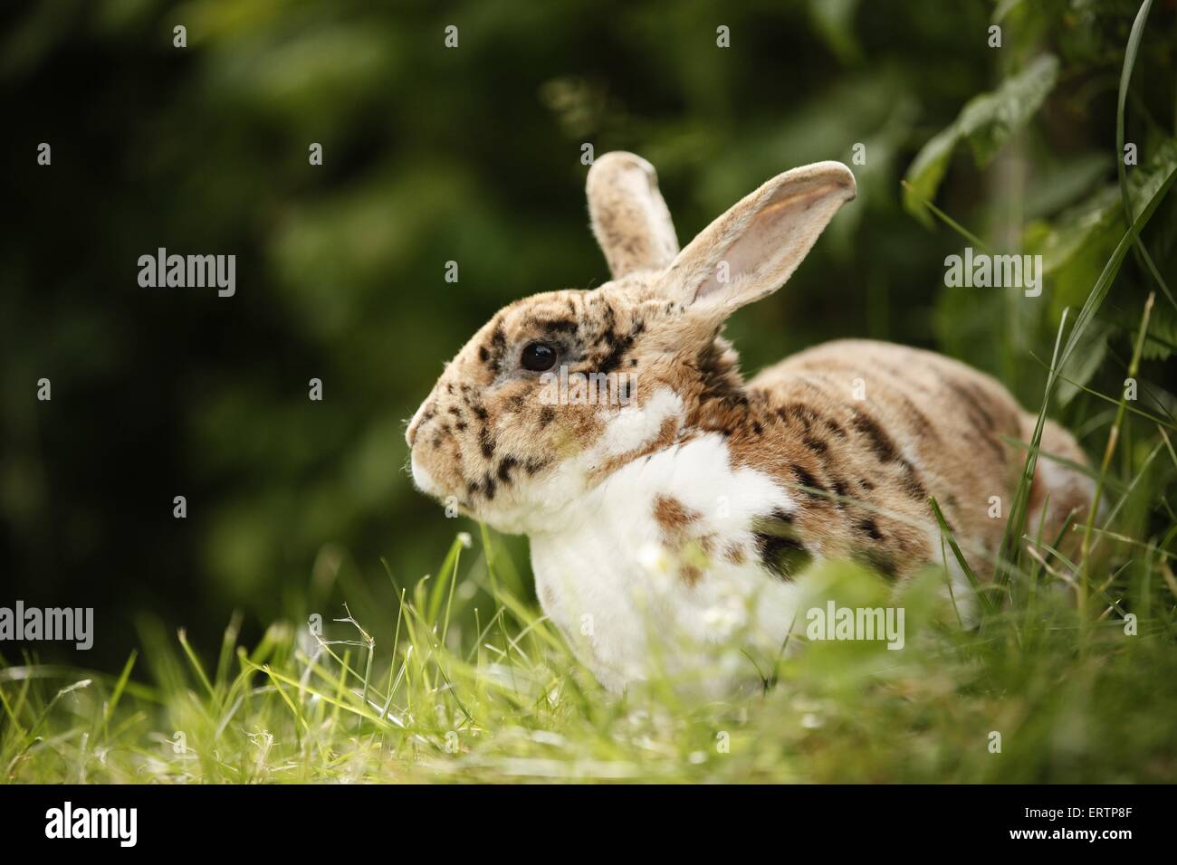 Piebald rabbit hi-res stock photography and images - Alamy