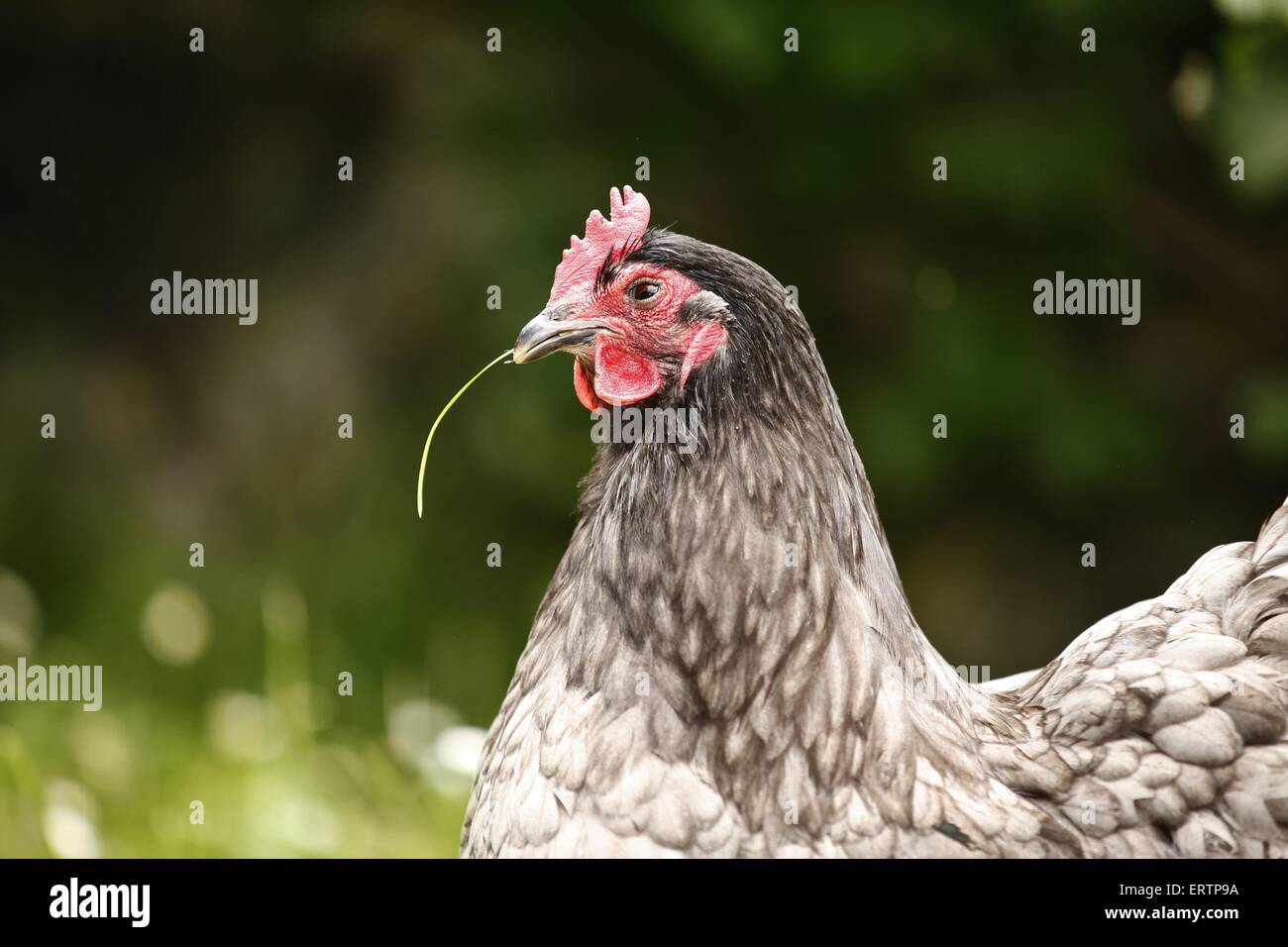 Orpingtons hi-res stock photography and images - Alamy