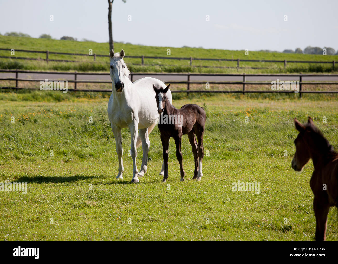 a white Holstein mare with young foal in a pasture Stock Photo