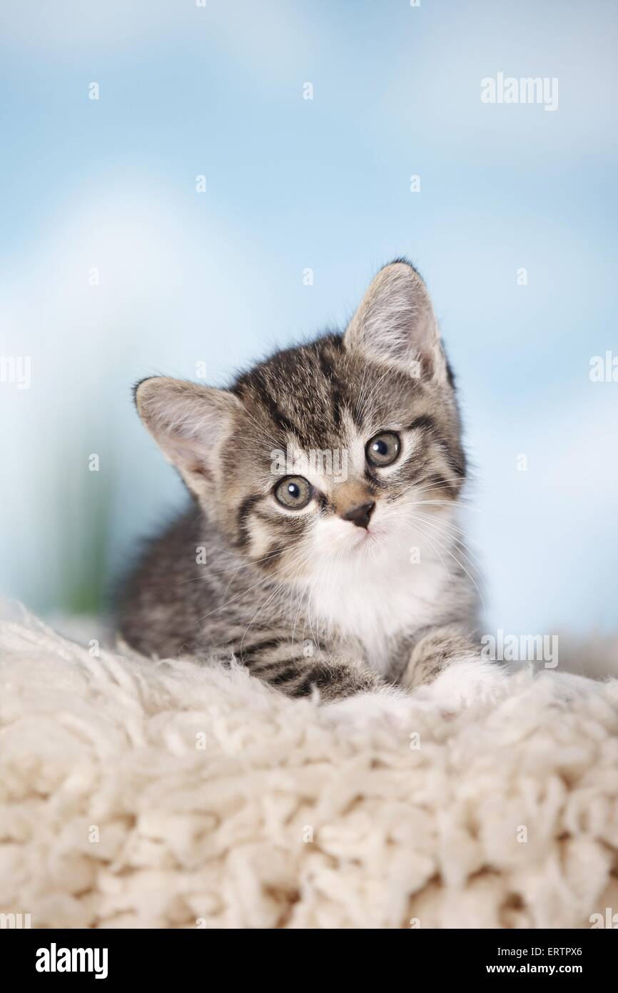 kitten Stock Photo