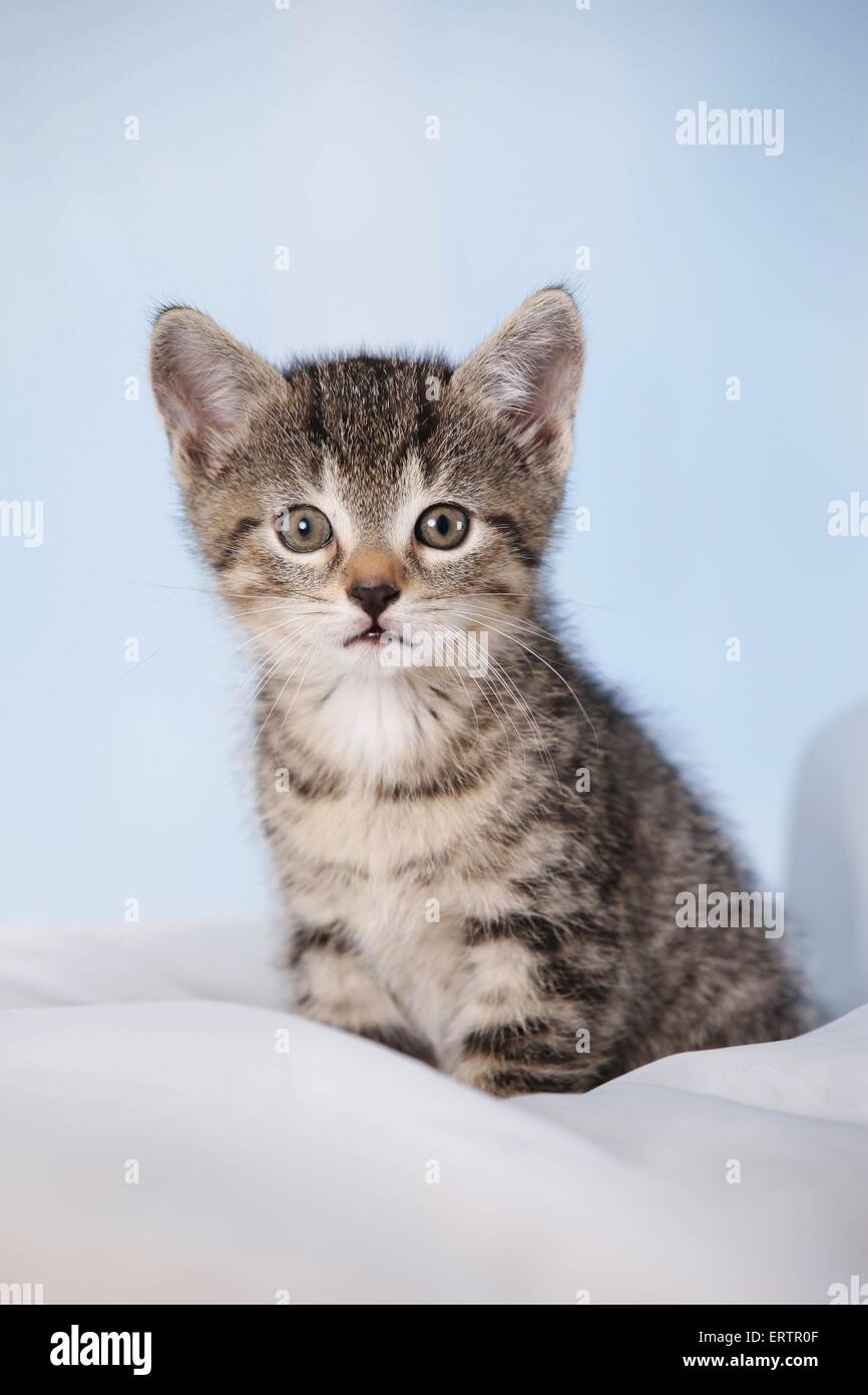 Kitten Inco Kitten Studio Photography