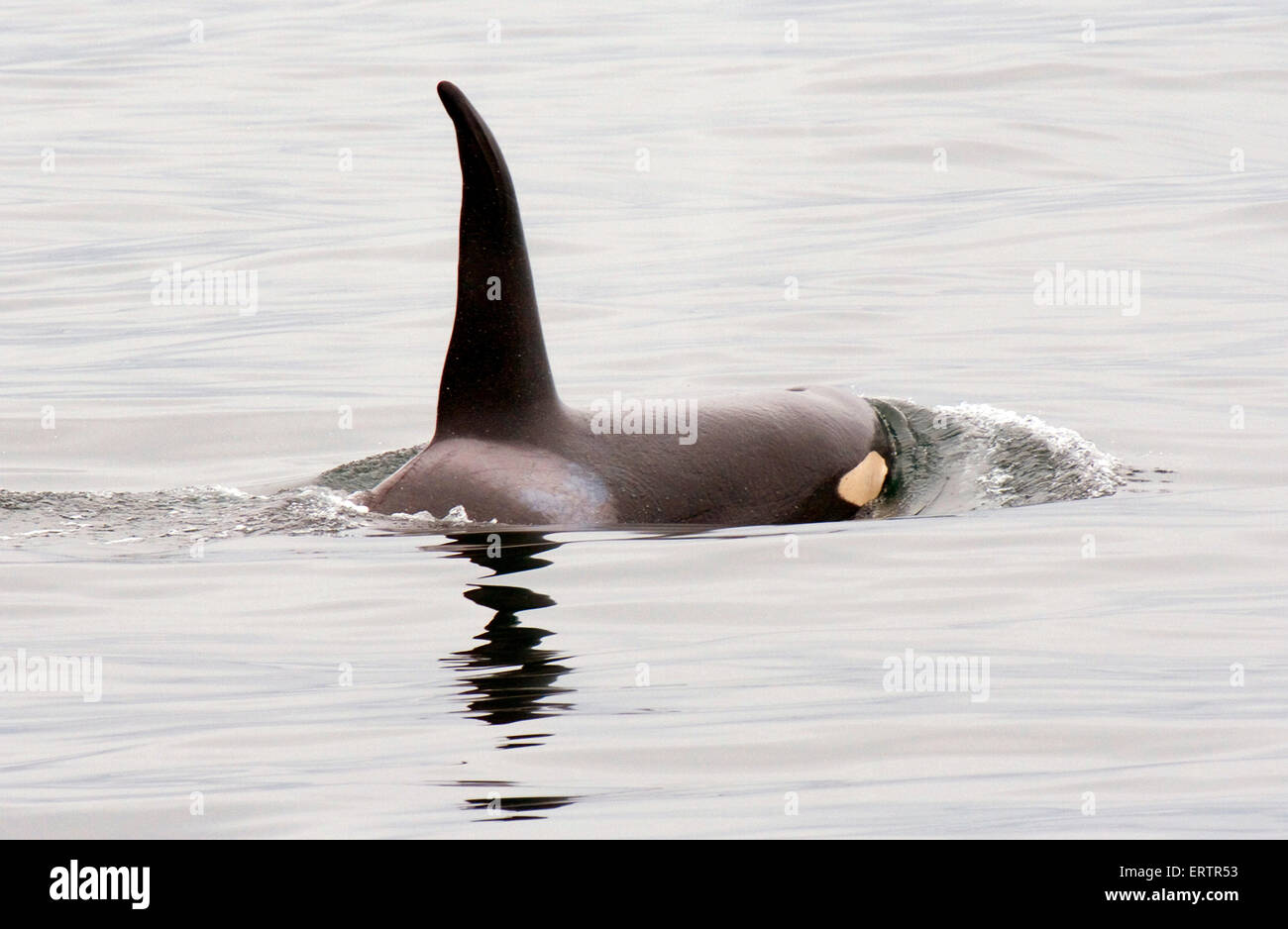Killer whales swim in a pod during the Southern Resident killer whale survey off the coast of California. Stock Photo