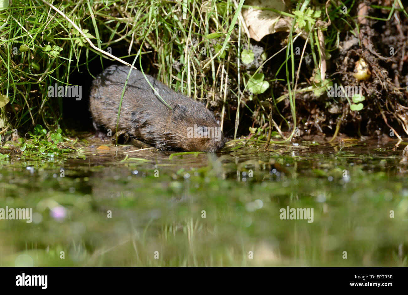 Water vole (Arvicola terrestris) emerging from it's burrow into a stream Stock Photo