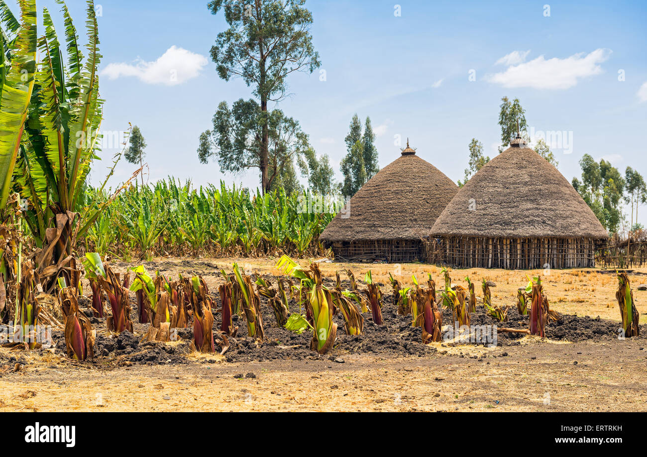 Traditional village houses near Addis Ababa, Ethiopia surrounded by crops Stock Photo