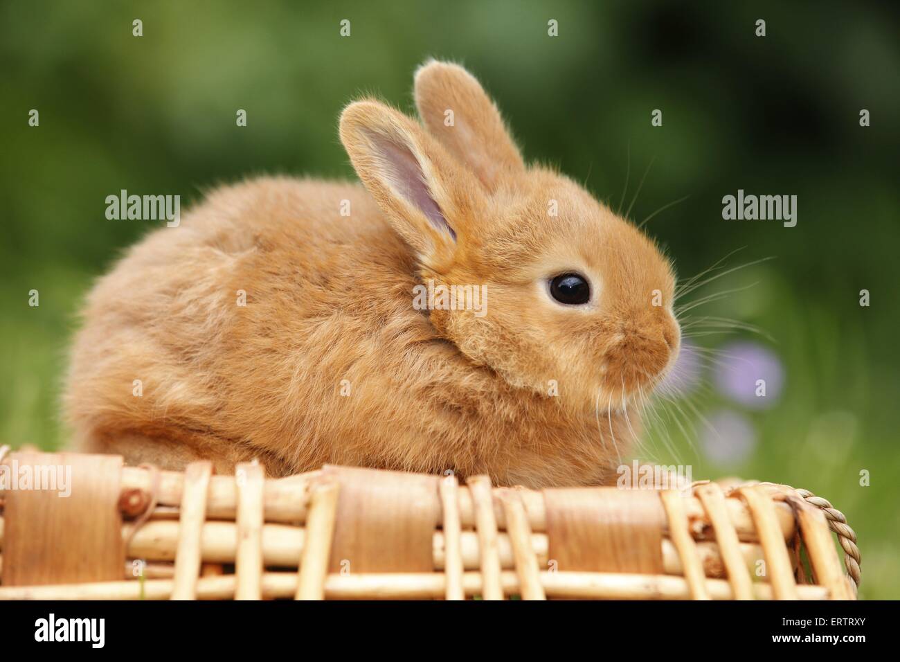 Lavender Nz Rabbit New Zealander rabbit Stock Photo - Alamy