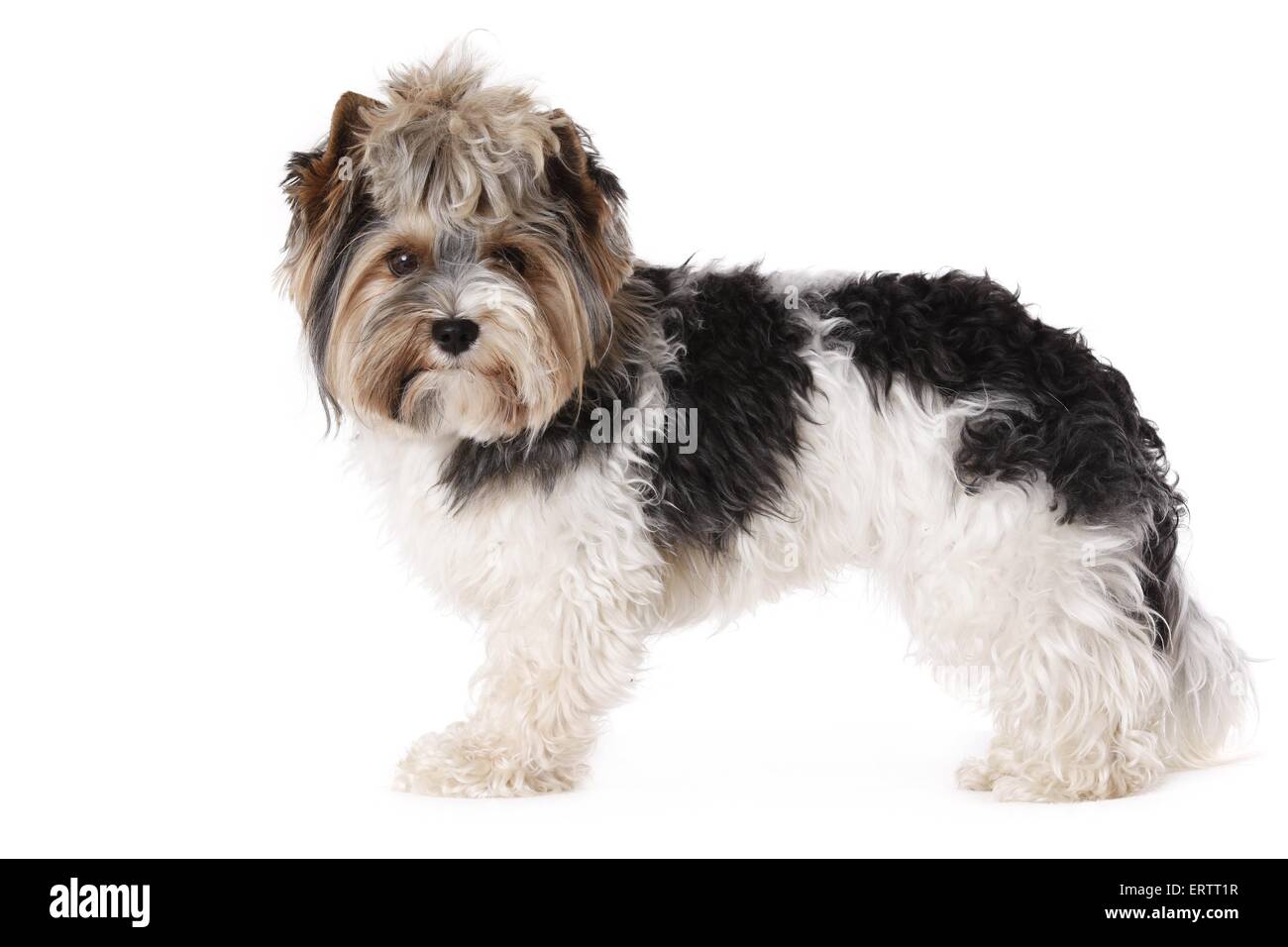 Biewer terrier clearance adult