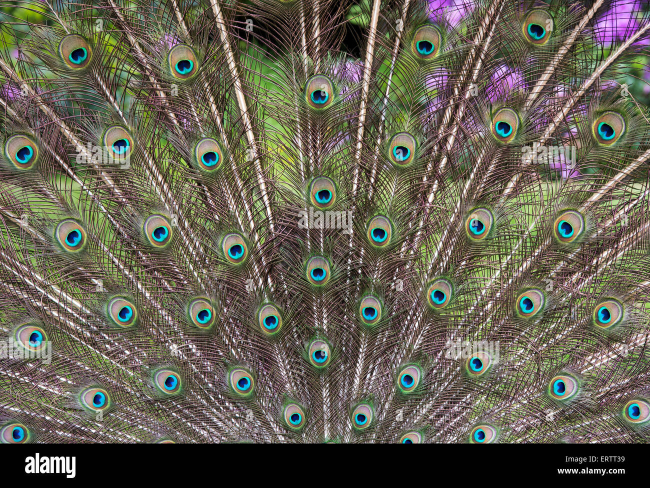 Pavo cristatus. Peacock Displaying feathers Stock Photo