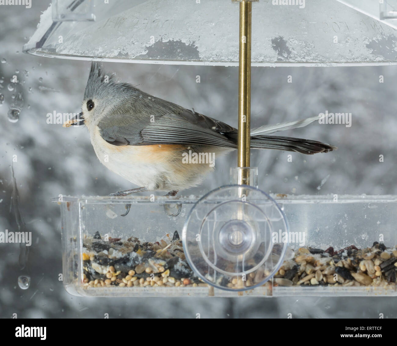 Tufted Titmouse bird in window attached birdfeeder on a wet cold day in winter, USA Stock Photo