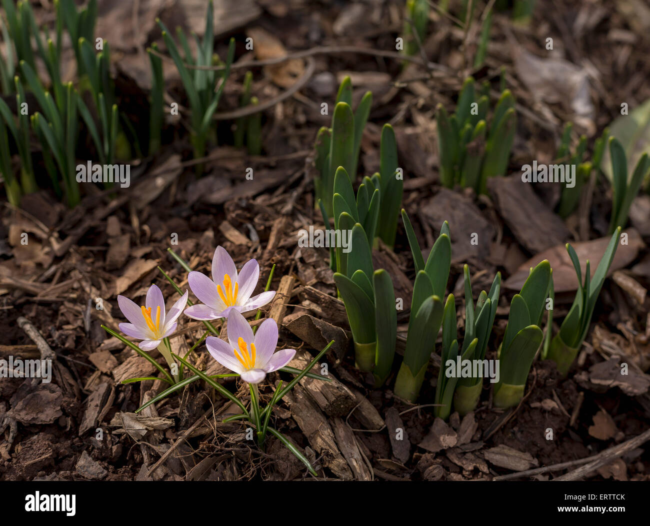 Crocus flowers start to bloom in spring Stock Photo
