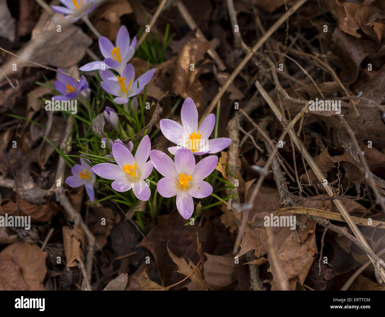 Crocus flowers start to bloom in spring Stock Photo Alamy