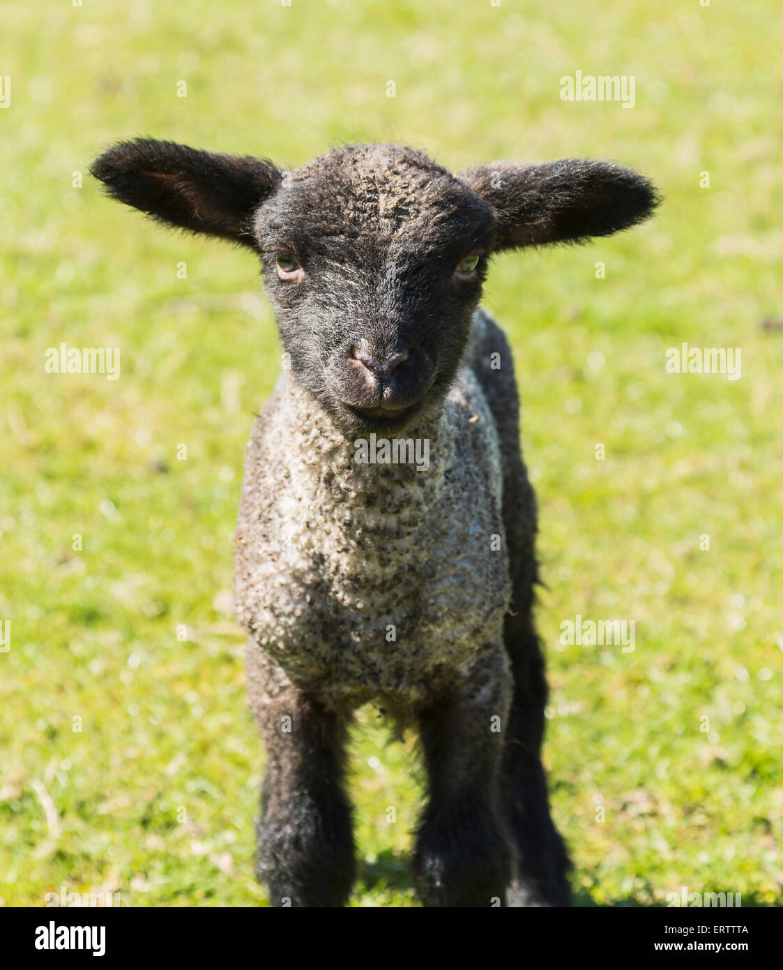 Baby lamb black face hi-res stock photography and images - Alamy