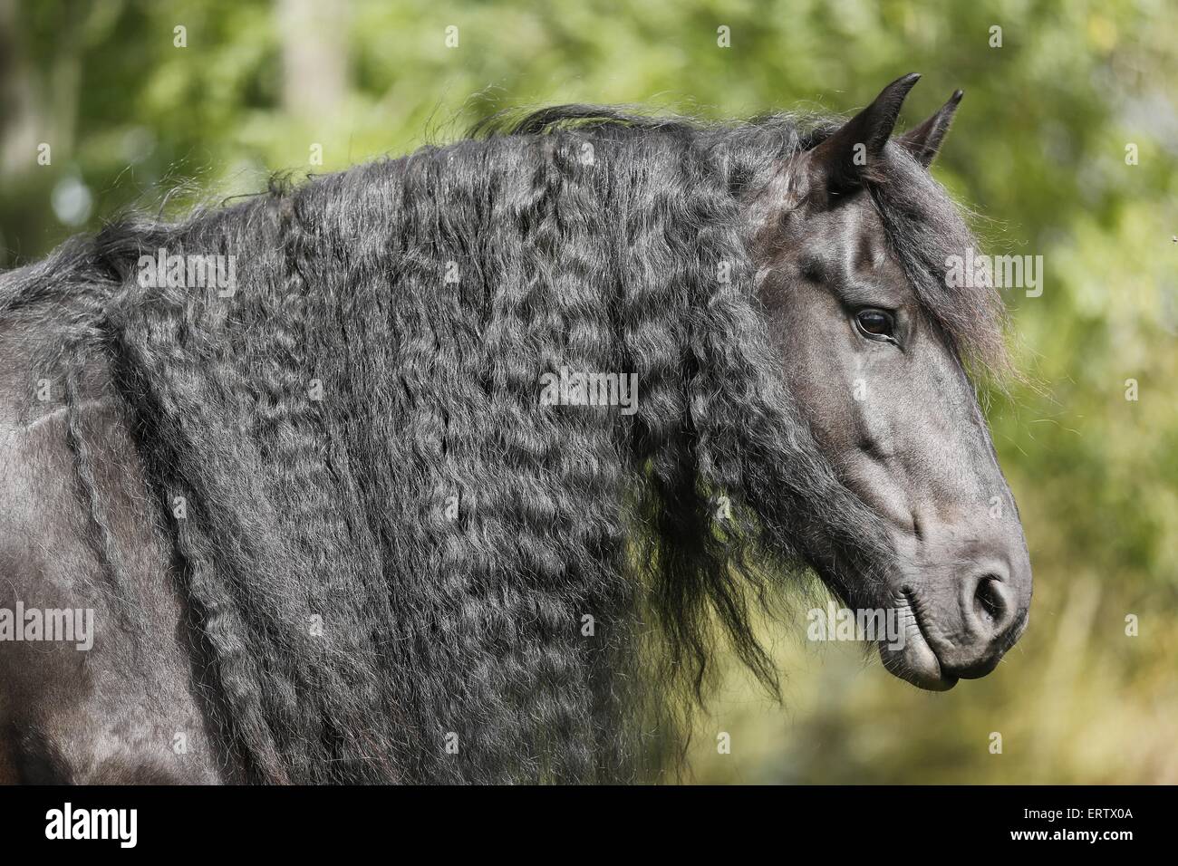 Dapple Gray Horse Images – Browse 93 Stock Photos, Vectors, and