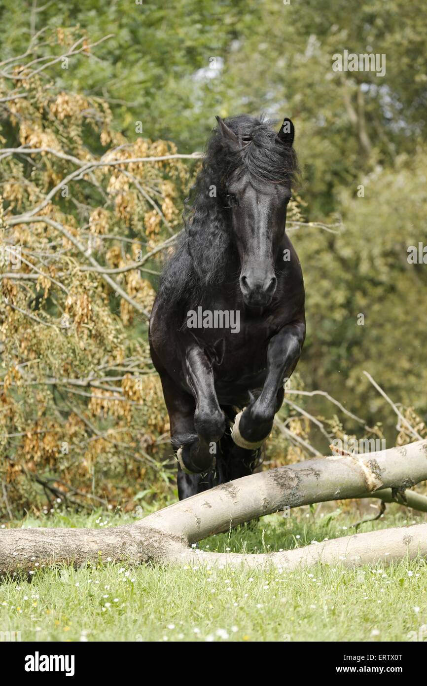 jumping friesian horse Stock Photo