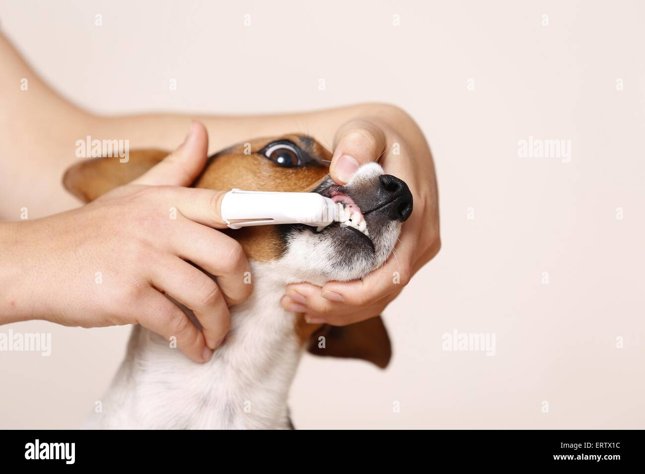 Dog brushing teeth hires stock photography and images Alamy