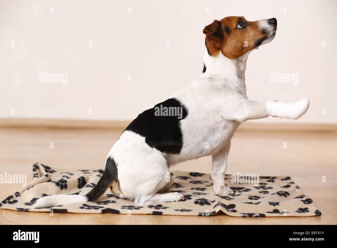 How Do You Bandage A Dogs Chest