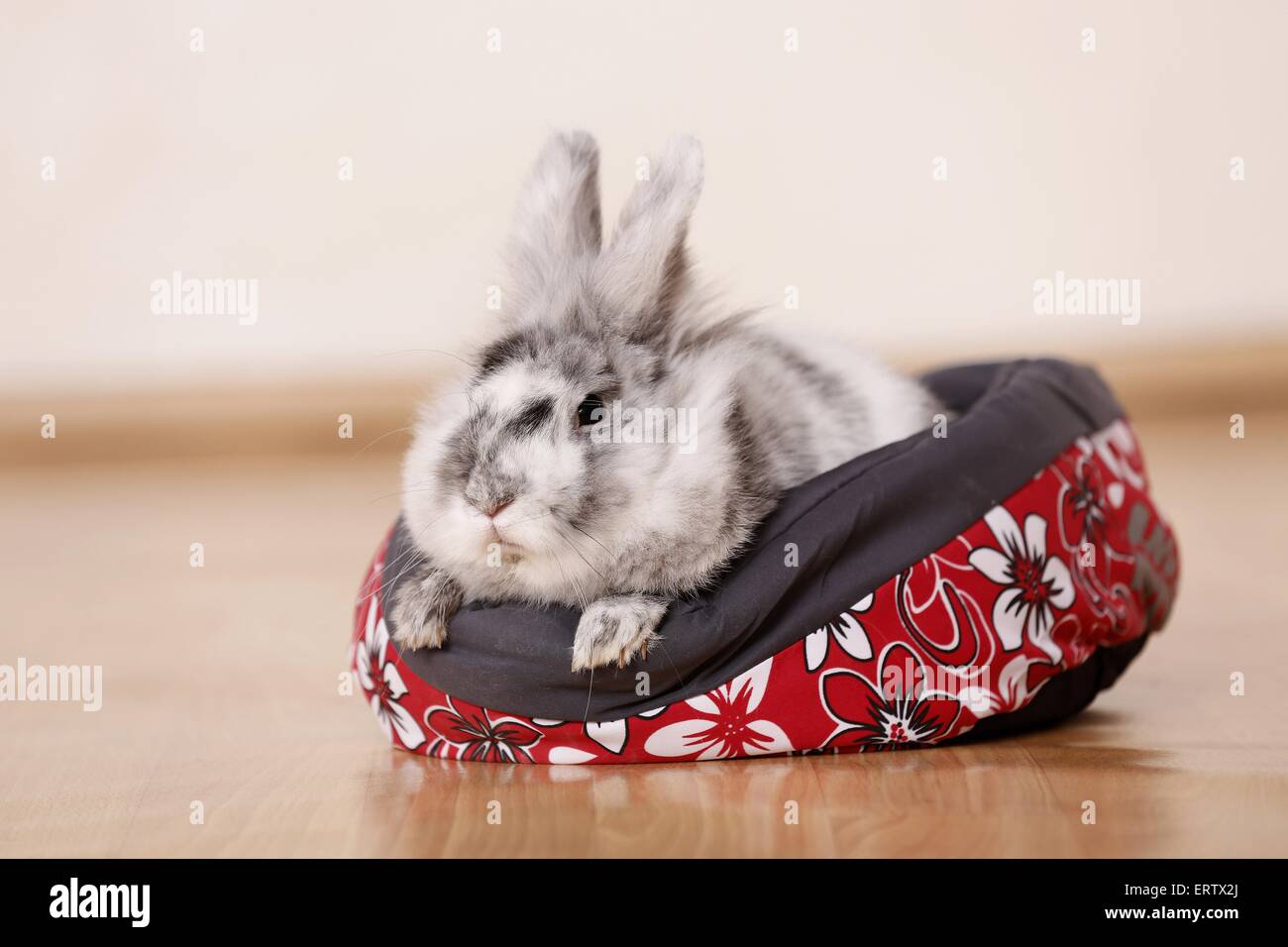Sleeping rabbit hi-res stock photography and images - Alamy