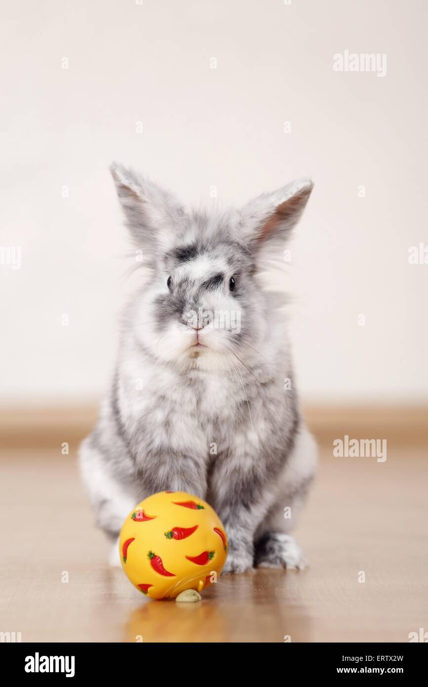 Domestic rabbit toys hires stock photography and images Alamy
