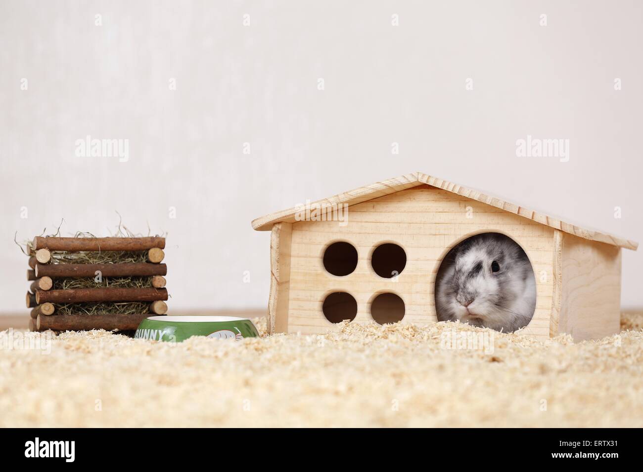 Rabbit eating hay hires stock photography and images Alamy