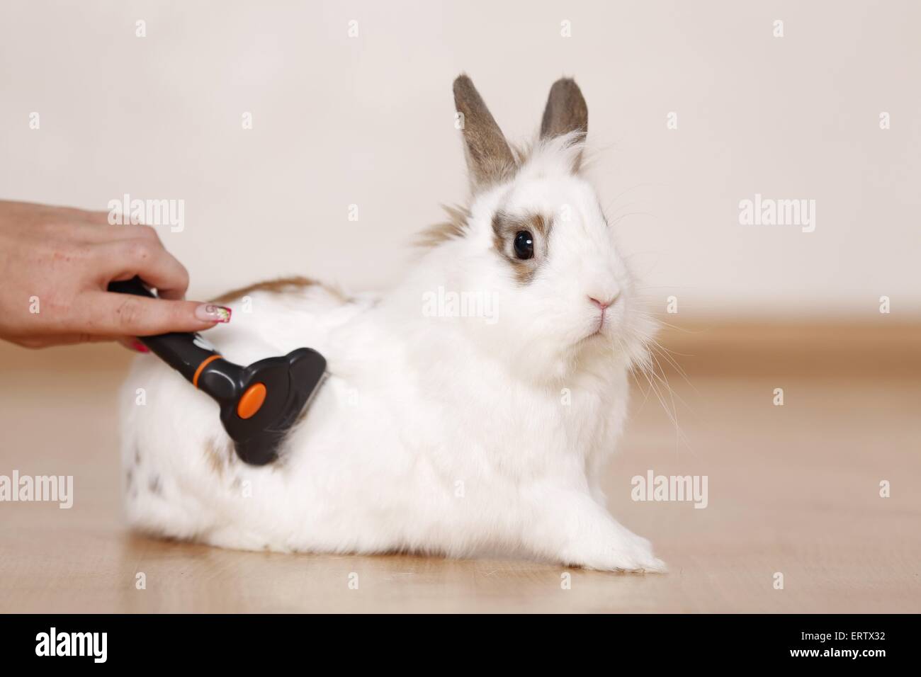 Brush rabbit hi-res stock photography and images - Alamy