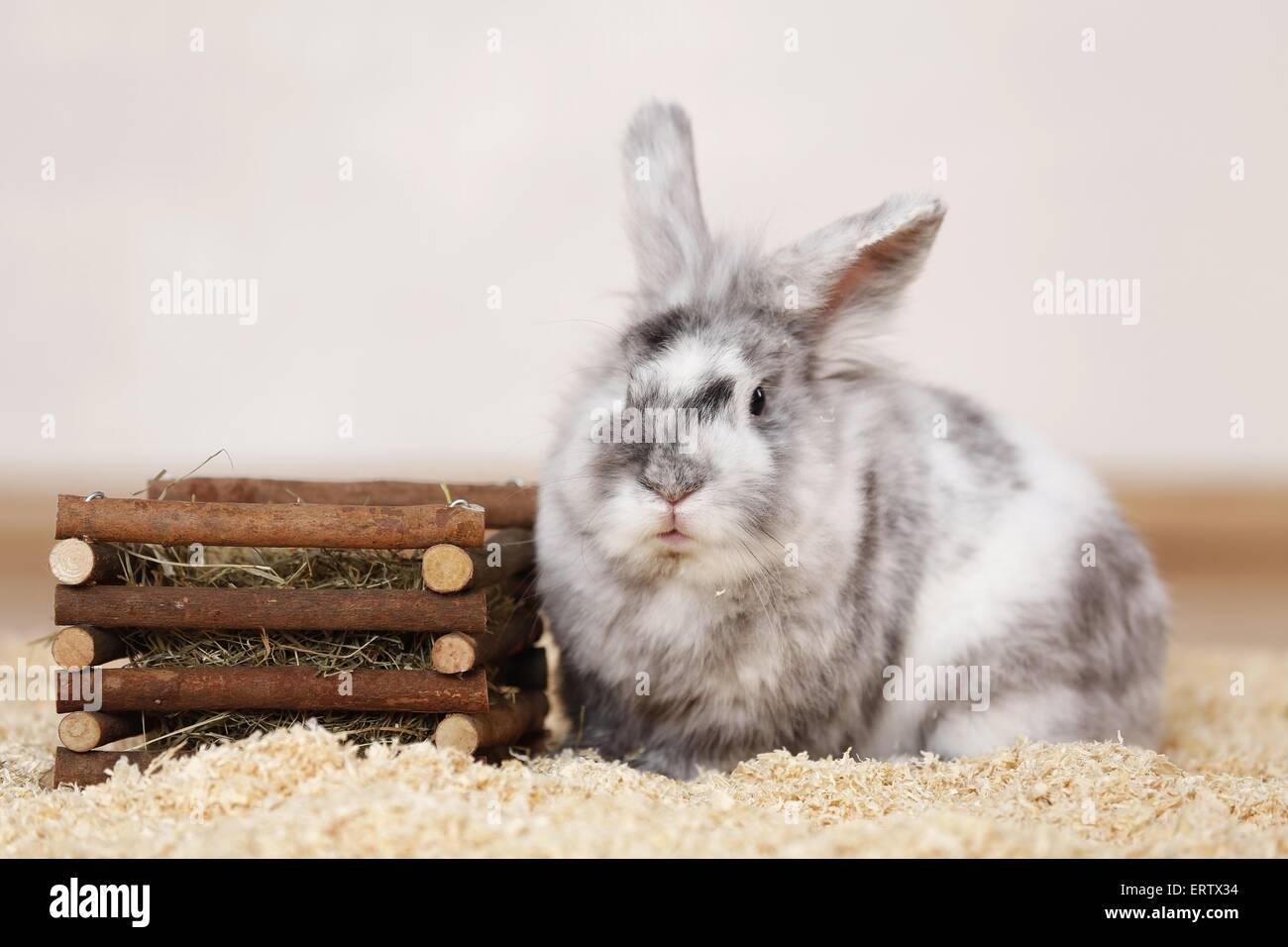 Rabbit eating hay hires stock photography and images Alamy
