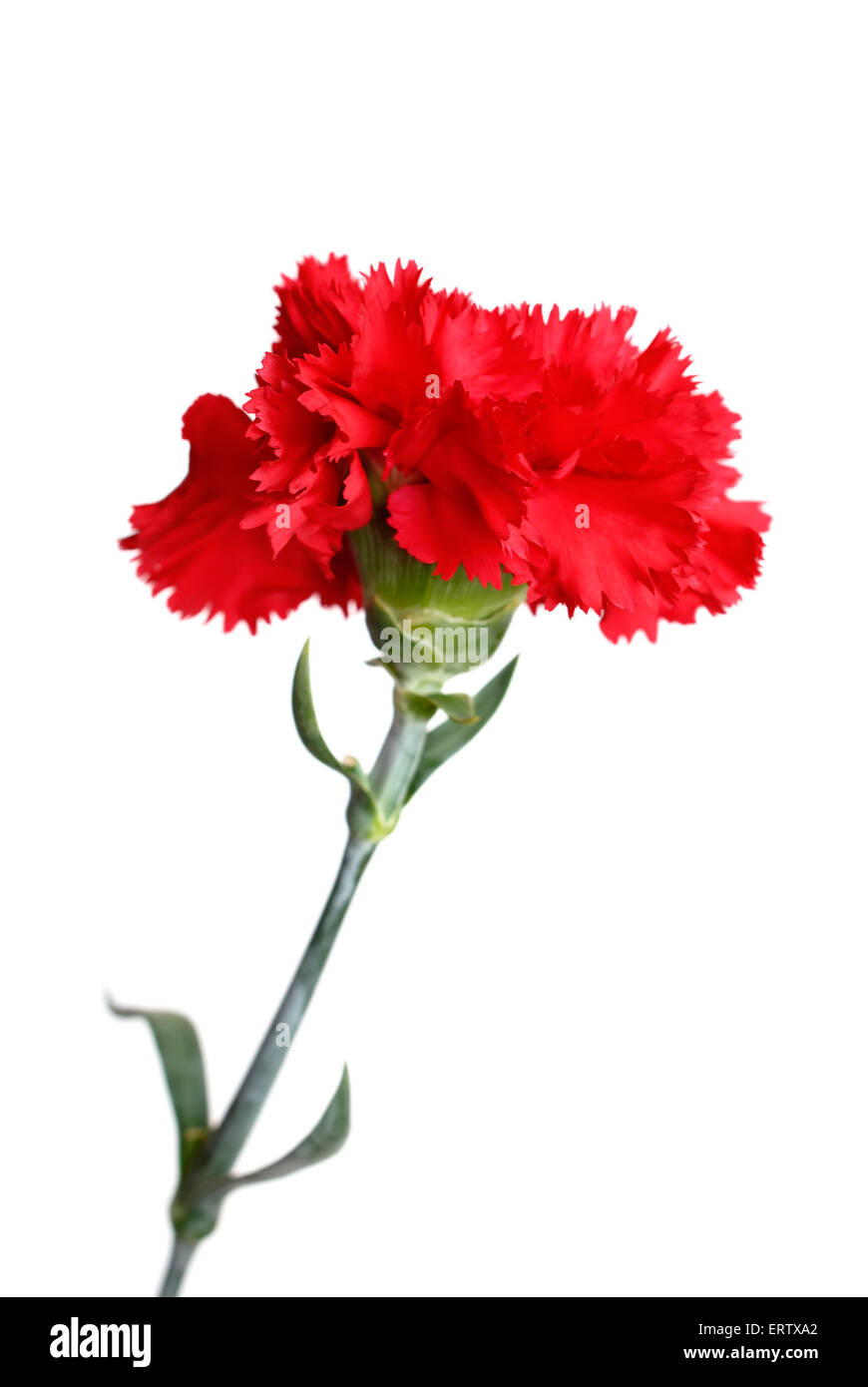 Red carnation flower isolated on white background Stock Photo - Alamy