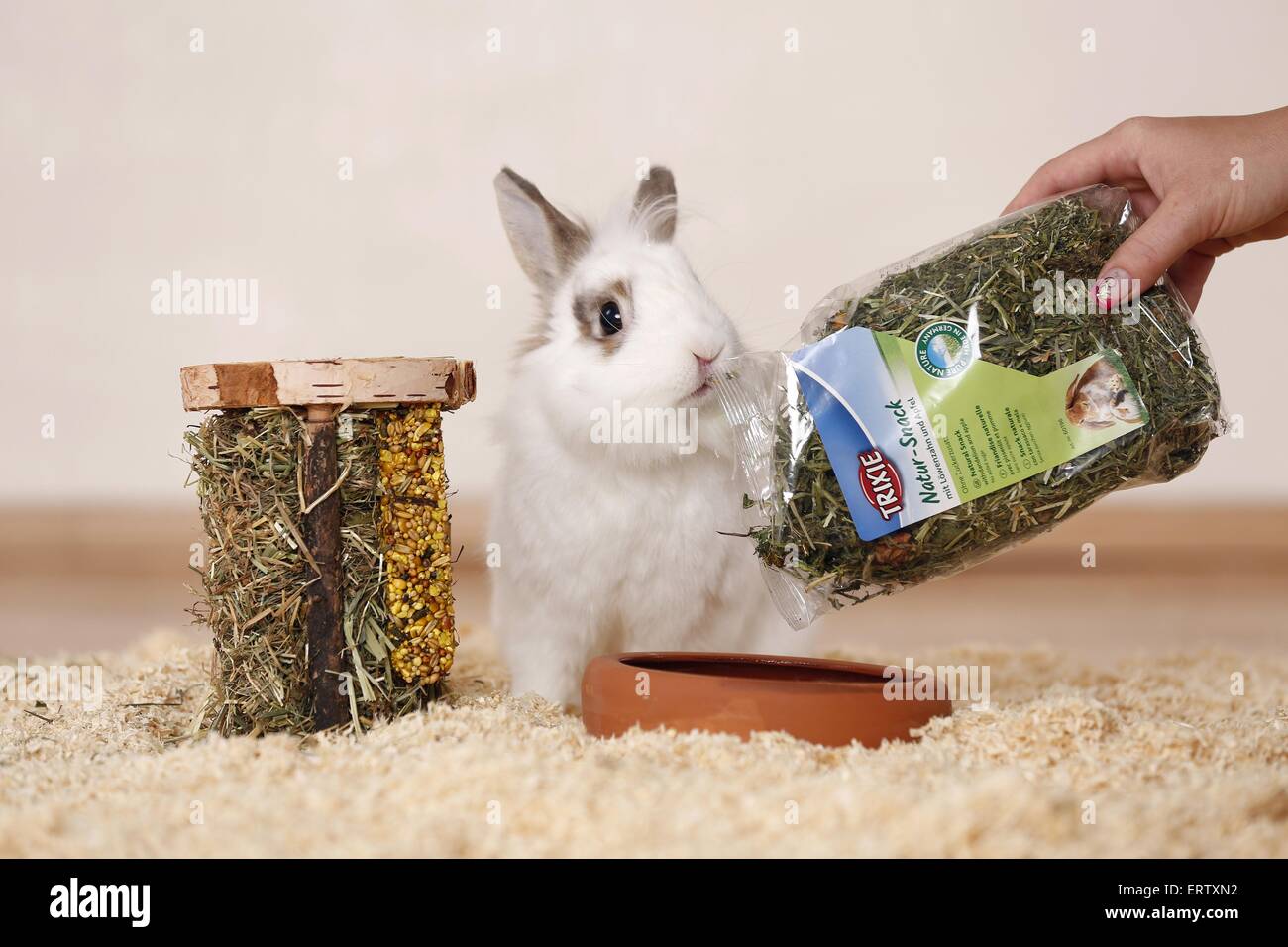 Lion eating human hi-res stock photography and images - Alamy