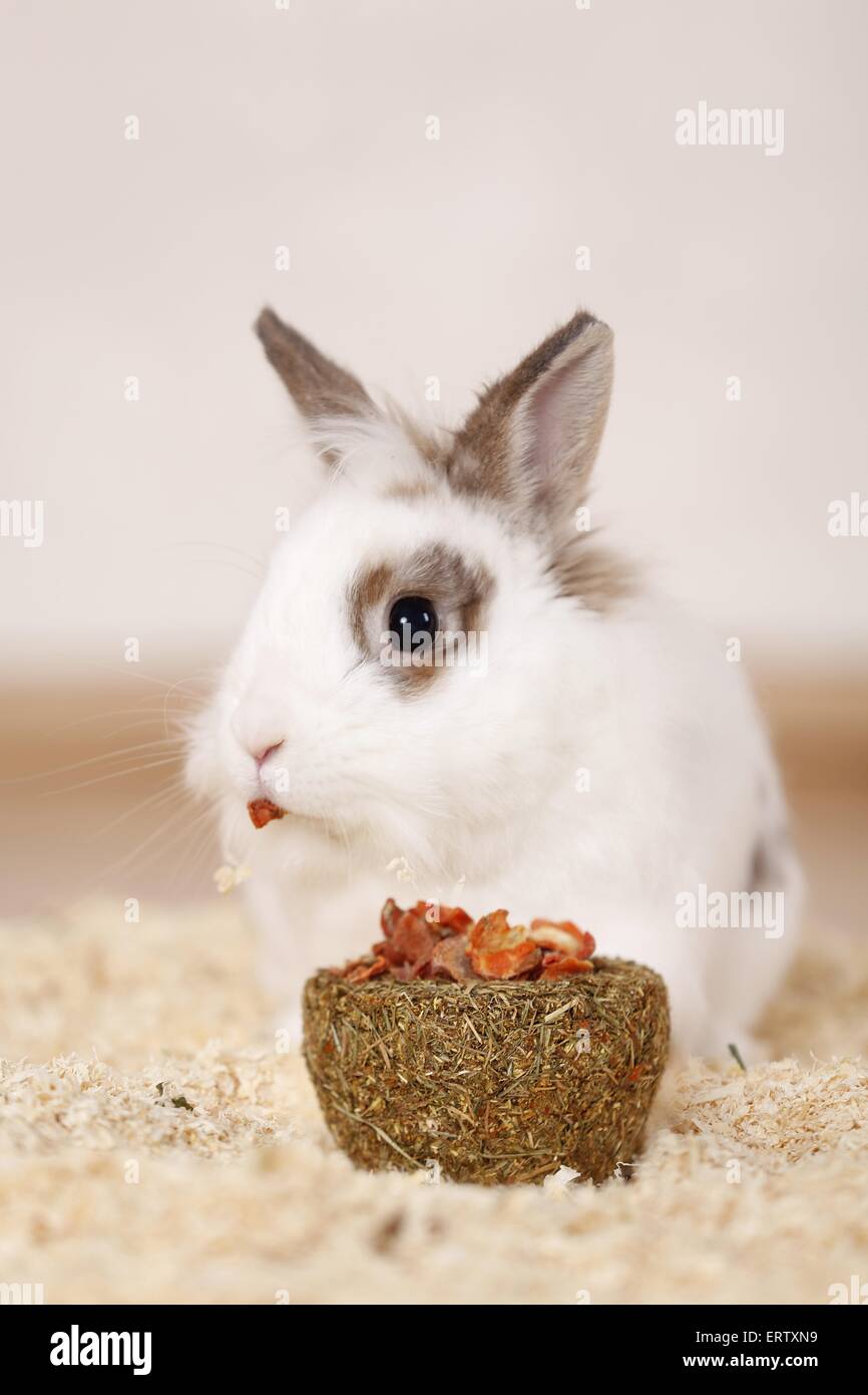 White rabbit eat hi-res stock photography and images - Alamy