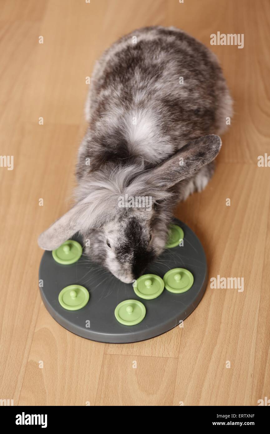 Domestic rabbit toys hi-res stock photography and images - Alamy