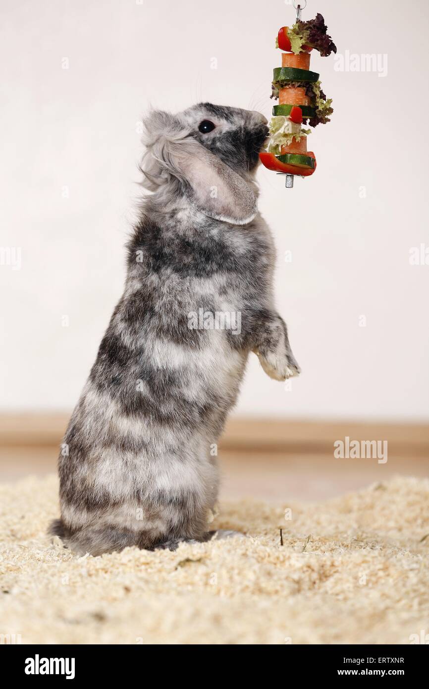 Rabbit hind legs hi-res stock photography and images - Alamy
