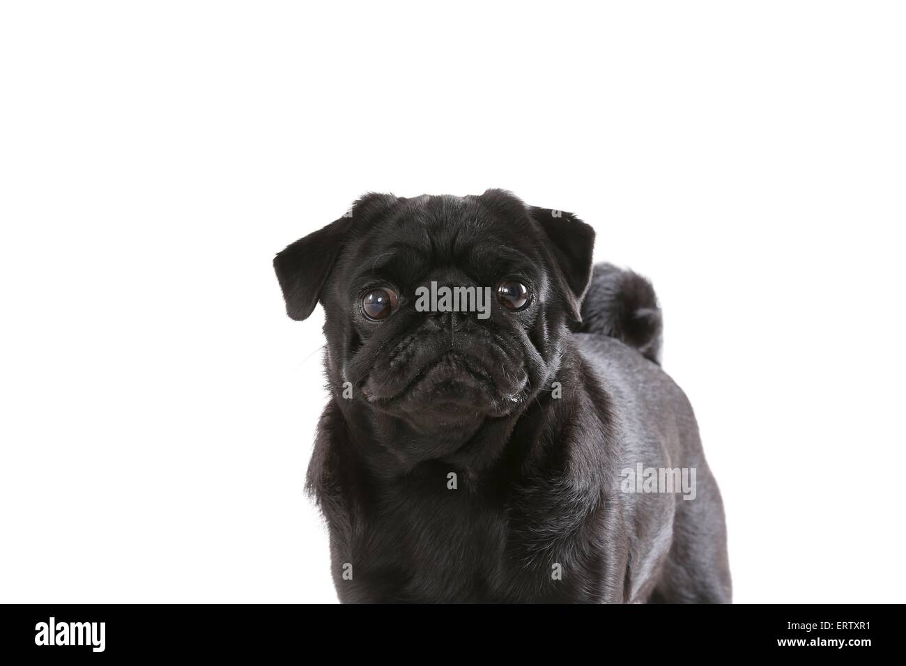 pug portrait Stock Photo