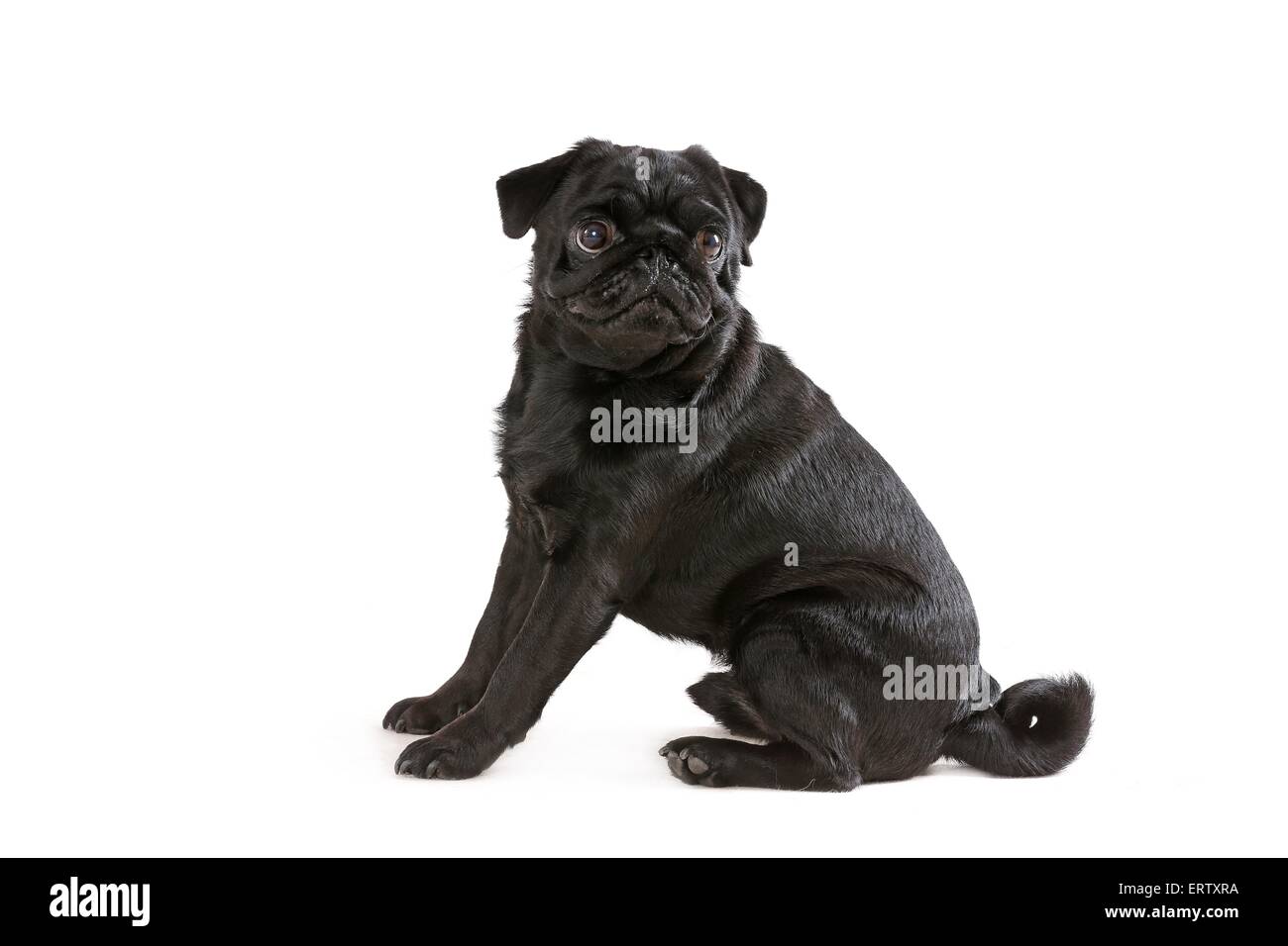 sitting pug Stock Photo