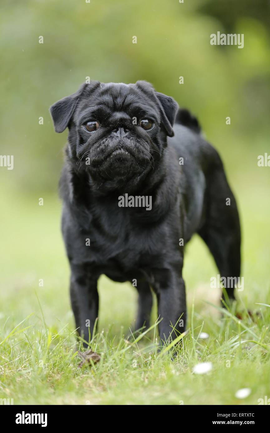 standing pug Stock Photo