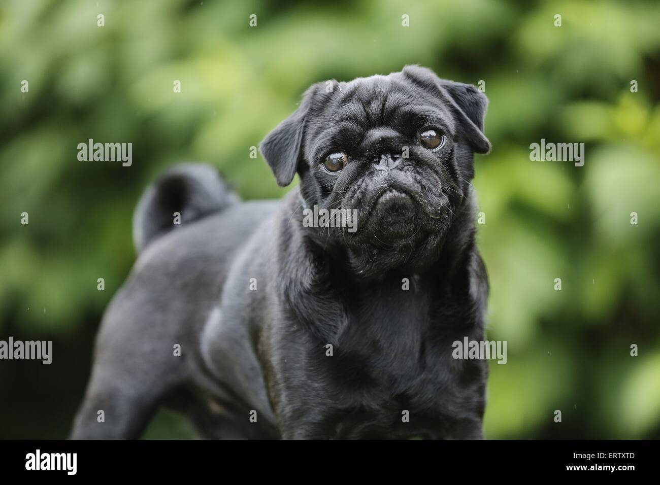 pug portrait Stock Photo