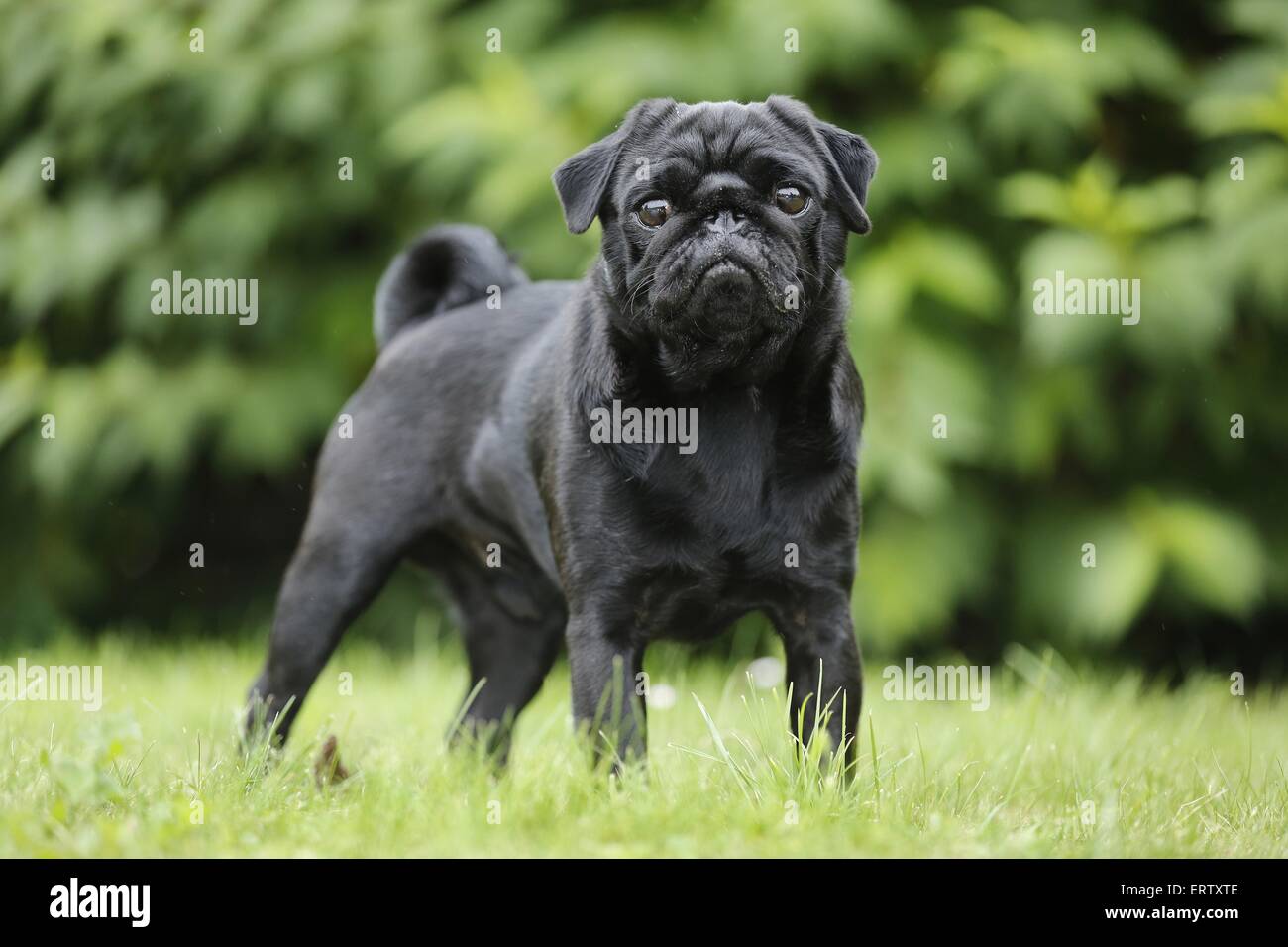 standing pug Stock Photo