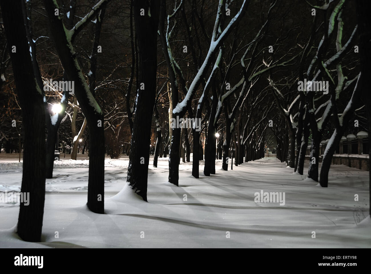 Winter landscape of city park at night Stock Photo - Alamy