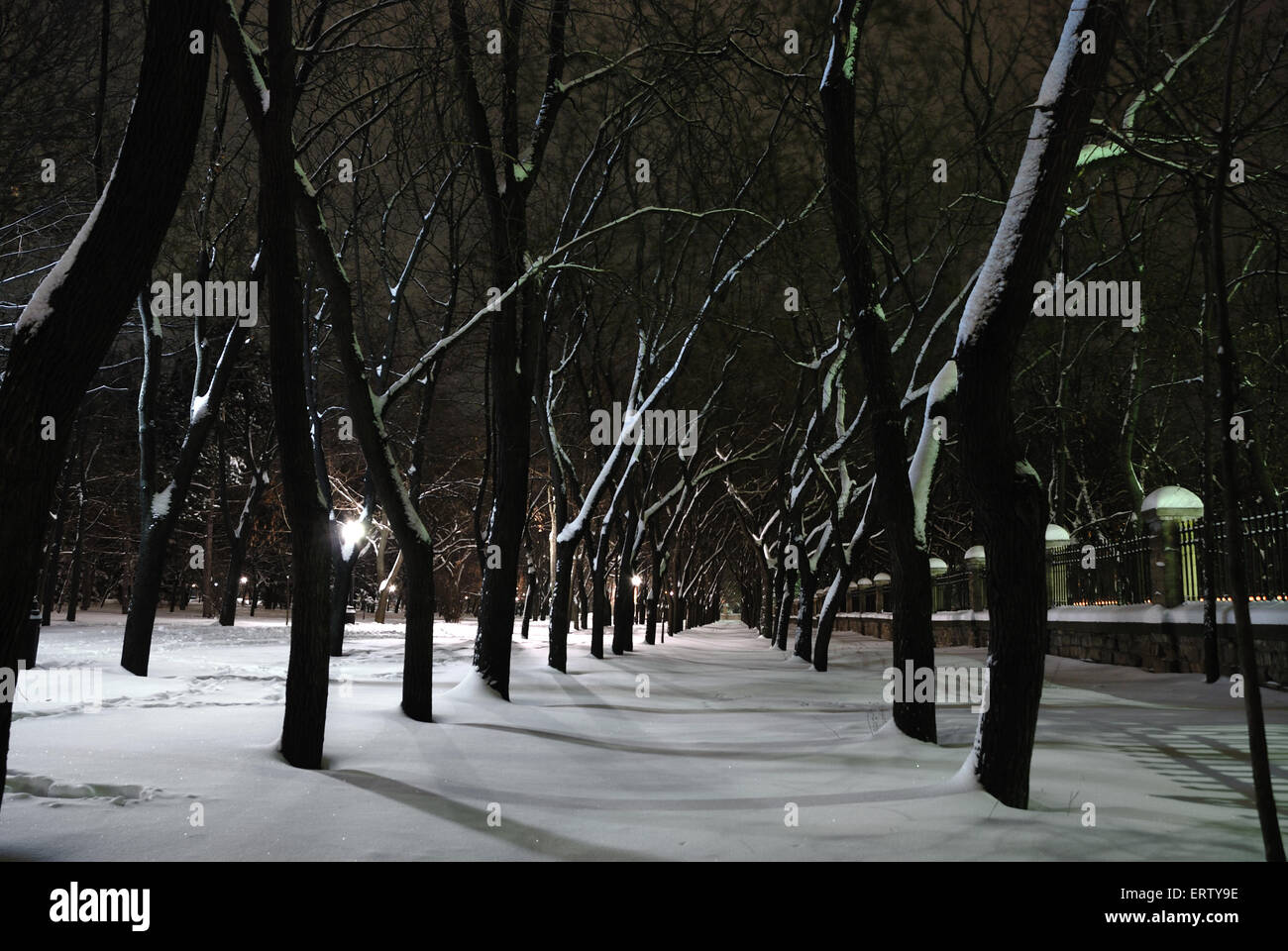 Winter landscape of city park at night Stock Photo - Alamy