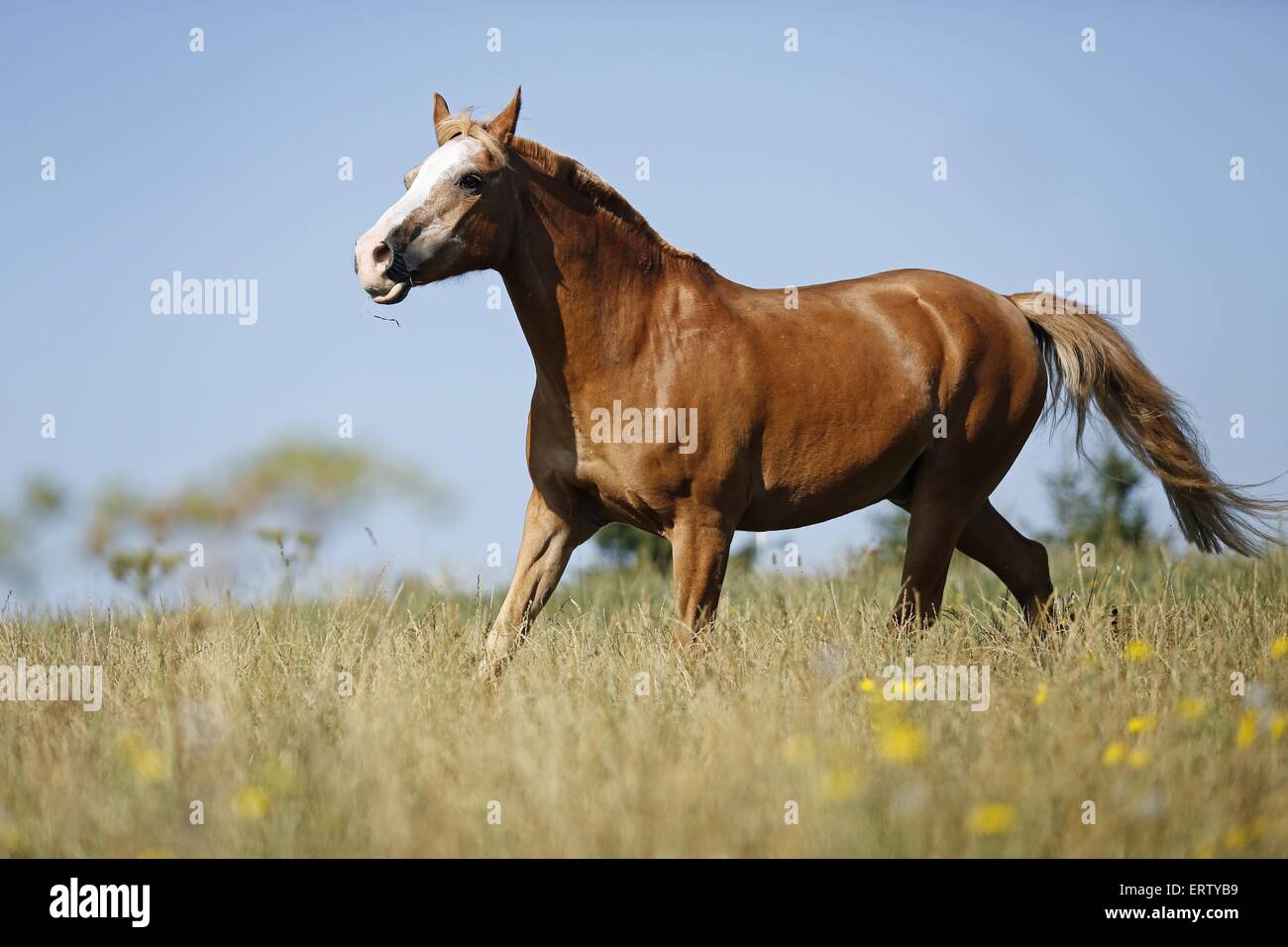 trotting horse Stock Photo