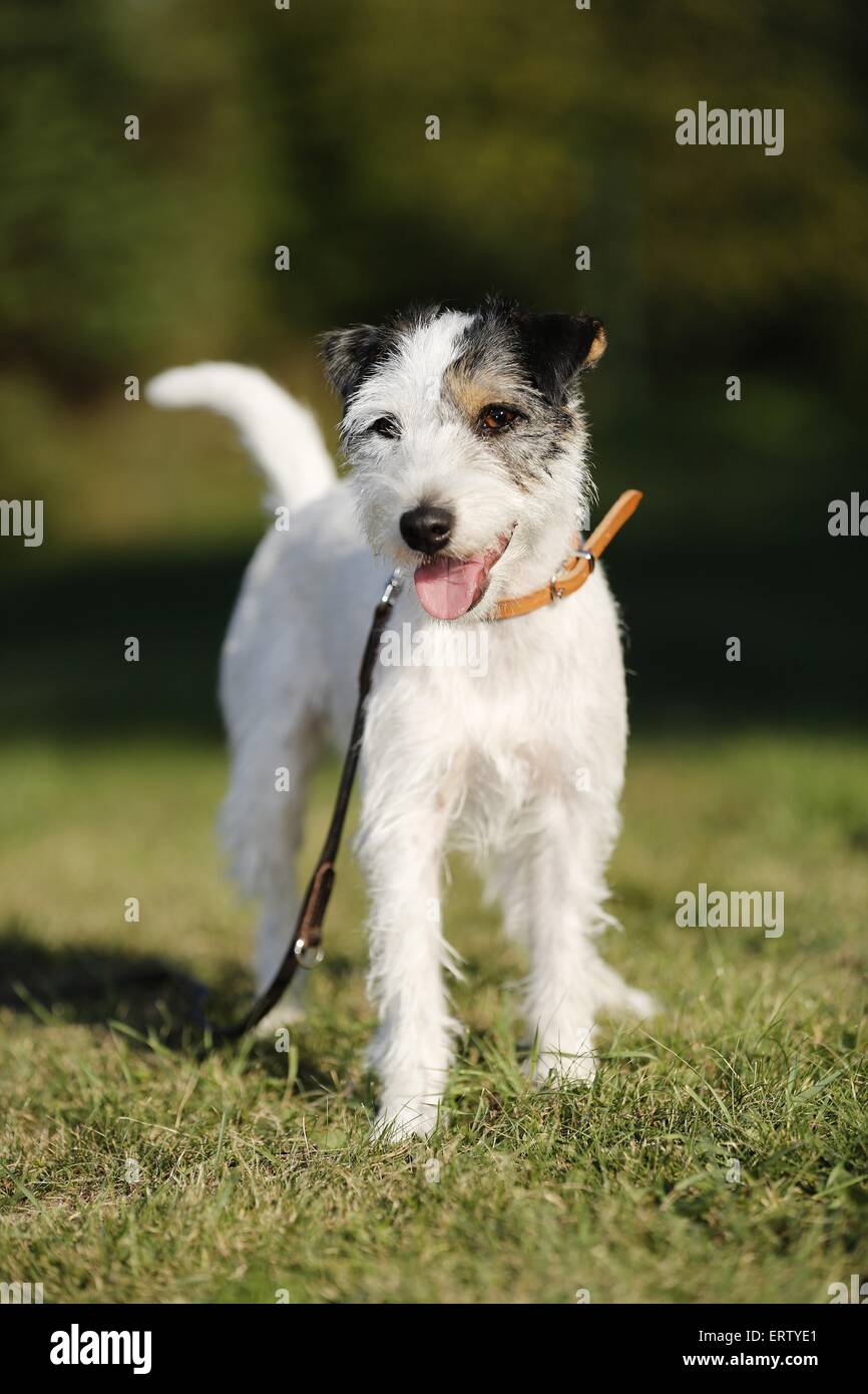 standing Parson Russell Terrier Stock Photo